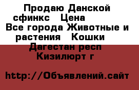  Продаю Данской сфинкс › Цена ­ 2 000 - Все города Животные и растения » Кошки   . Дагестан респ.,Кизилюрт г.